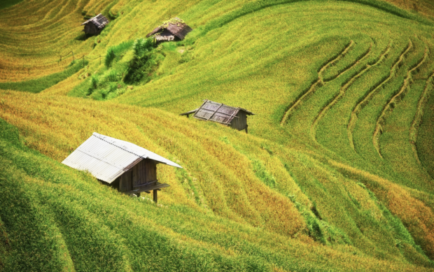 Rice Fields of Sapa